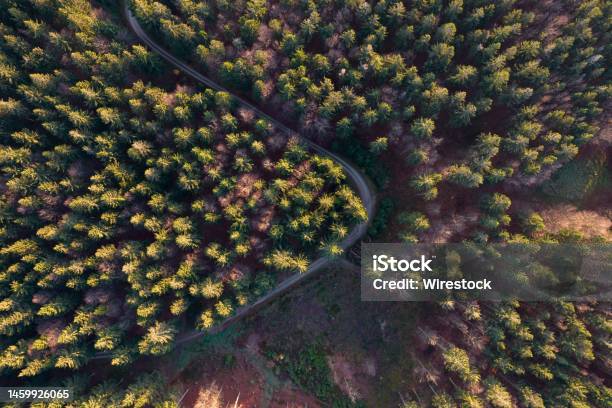 Autumn Morning In The Forest Taken With A Drone Near Furth Im Wald Bavaria Germany Stock Photo - Download Image Now