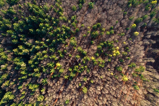 Autumn morning in the forest taken with a drone - near Furth im Wald, Bavaria - Germany