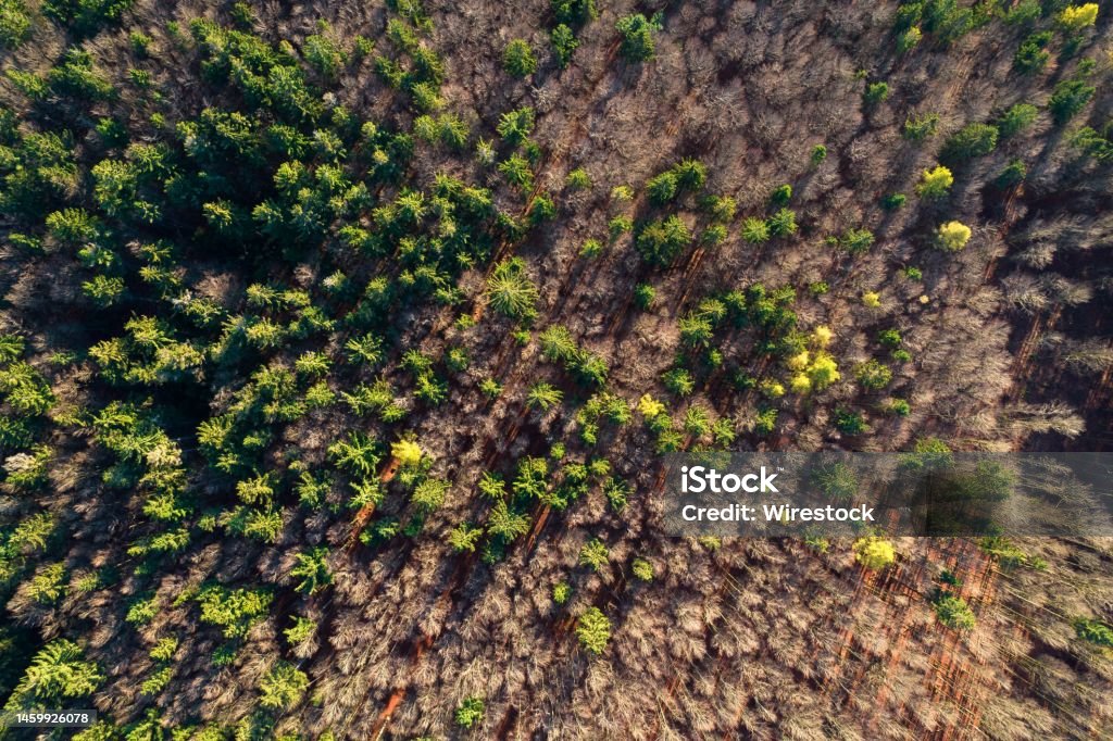 Autumn morning in the forest taken with a drone - near Furth im Wald, Bavaria - Germany Golden hour shots in the bavarian forest near the german city Furth im Wald Autumn Stock Photo