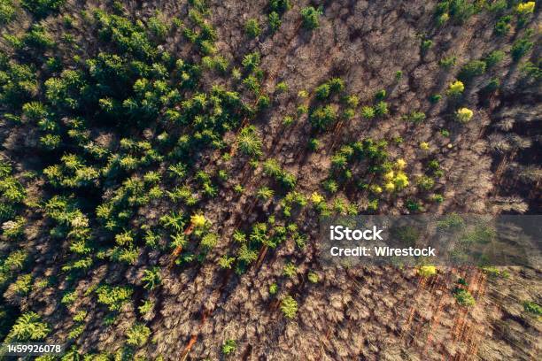 Autumn Morning In The Forest Taken With A Drone Near Furth Im Wald Bavaria Germany Stock Photo - Download Image Now