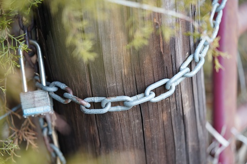 A closeup of an old wooden farm fence with metal chain and lock under a green cypress tree