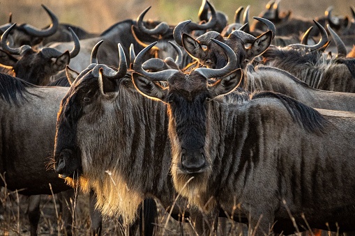 Vista panorámica de un campo abierto lleno de ñus vistos en un safari africano photo