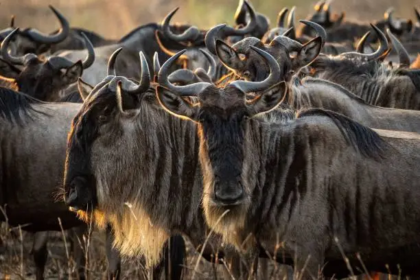 A scenic view of an open field full of wildebeests seen in an African safari