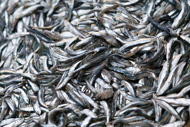 Sardines stock photo