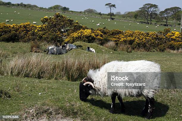 Outnumbered By Sheep Stock Photo - Download Image Now - Agricultural Field, Agriculture, Animal