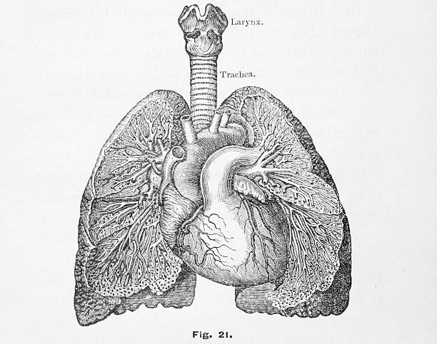 Antique medical illustration | Cardiopulmonary System vector art illustration