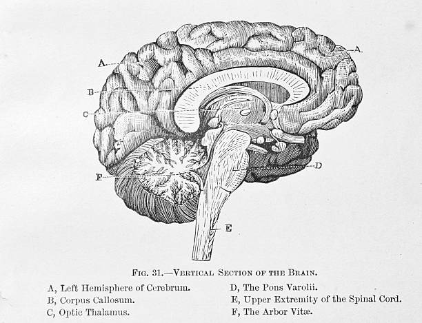 Analysis of the Human Brain http://thebrainstormlab.com/banners/ami_banner.jpg midbrain illustrations stock illustrations