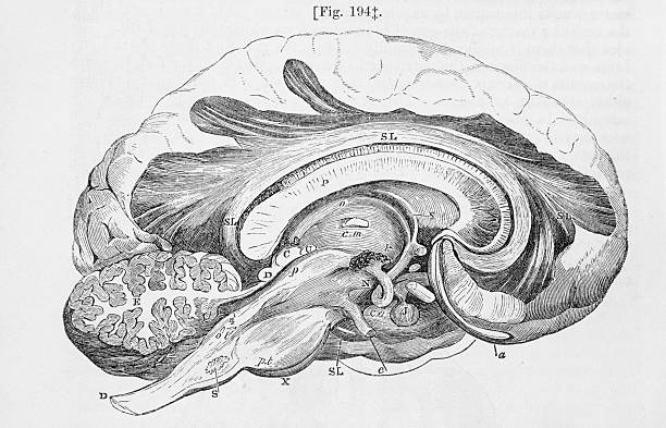 Antique medical illustration | Left Brain vector art illustration