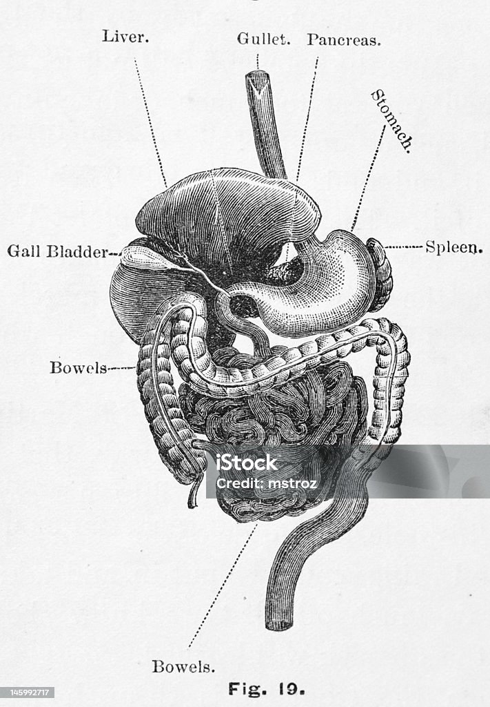 Античный медицинская иллюстрация/Пищеварительная система - Стоковые иллюстрации Старомодный роялти-фри
