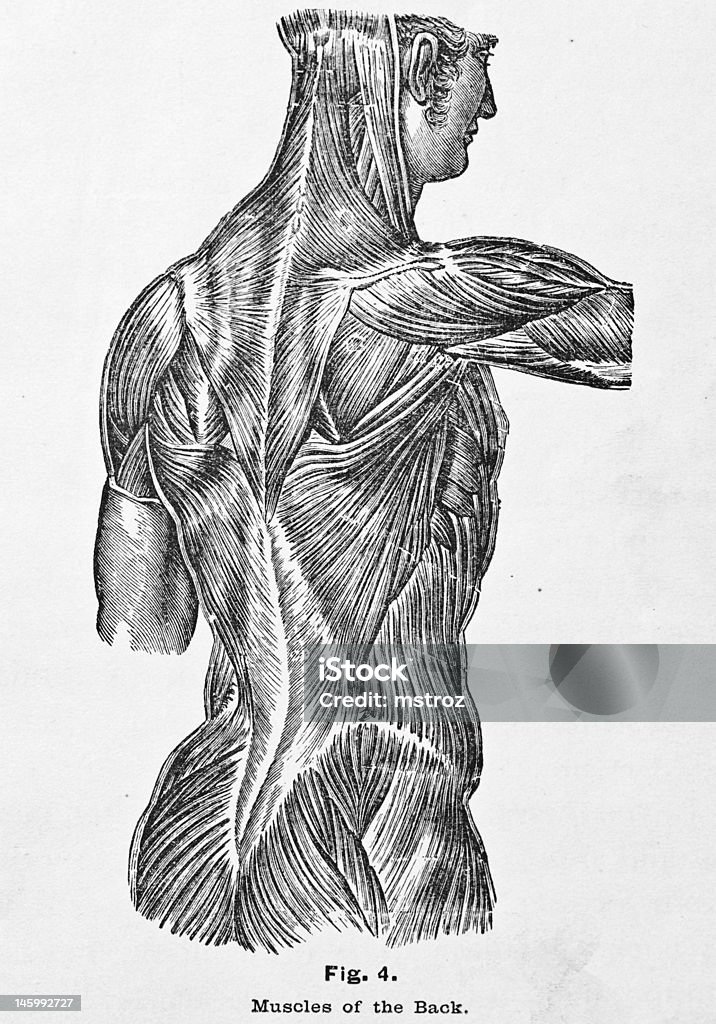 Illustrations/médecine Antique les Muscles du dos - Illustration de Anatomie libre de droits