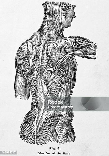 Illustrations Médecine Antique Les Muscles Du Dos Vecteurs libres de droits et plus d'images vectorielles de Anatomie - Anatomie, Illustration, Corps humain