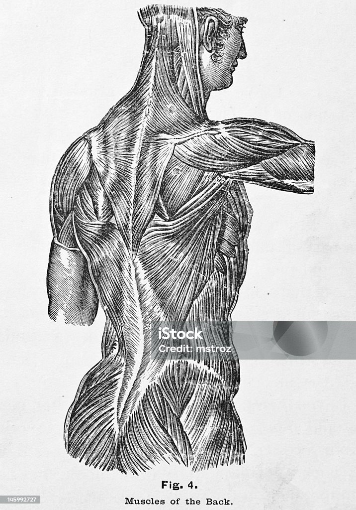 Antigo médico ilustração/músculos das costas - Ilustração de Anatomia royalty-free