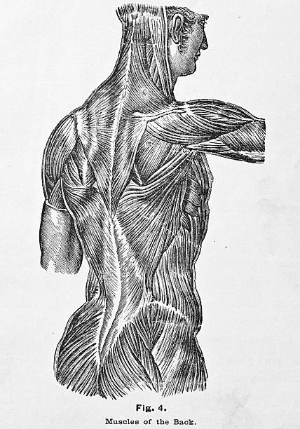 Antique medical illustration | Muscles of the Back http://thebrainstormlab.com/banners/ami_banner.jpgThis is a medical illustration of muscles of the human back. deltoid photos stock illustrations