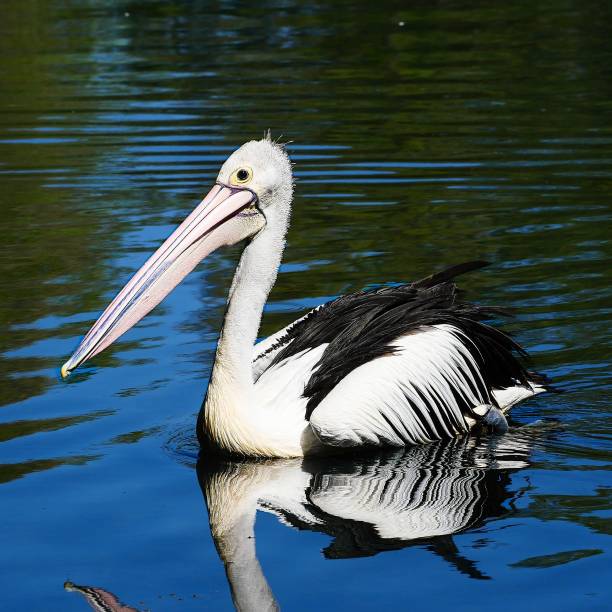 istock Pelican with black and white feathers resting on a water surface 1459927291