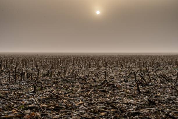 istock View of deforestation with a sun in the background 1459927372