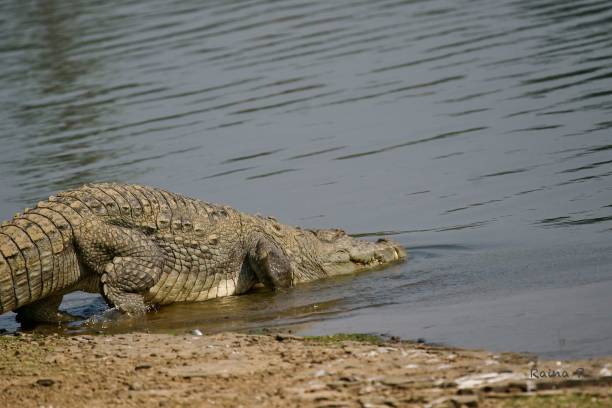 istock High angle shot of a crocodile entering a blue lake 1459927490