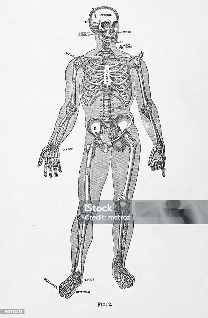 アンティーク医療イラストレーション/ヒト Sleleton - イラストレーションのロイヤリティフリーストックイラストレーション