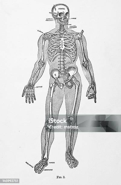 アンティーク医療イラストレーションヒト Sleleton - イラストレーションのベクターアート素材や画像を多数ご用意 - イラストレーション, 古風, 腰