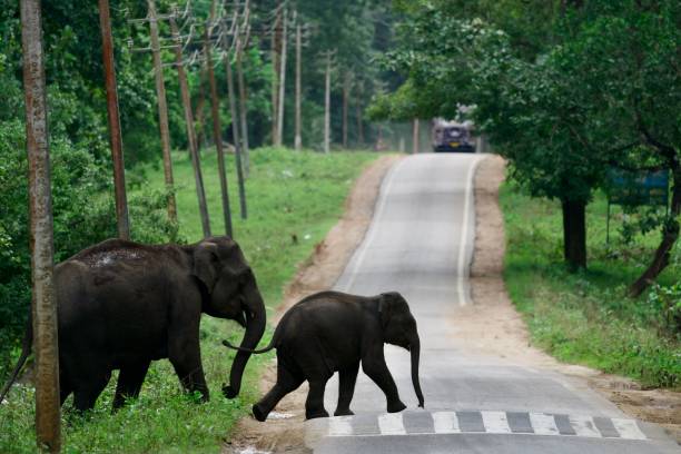 istock Pair of elephants crossing an asphalt road through a forest 1459927513