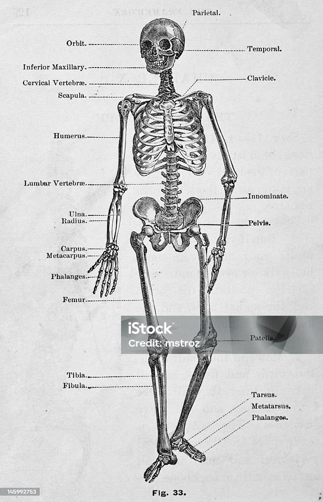 アンティーク医療イラストレーション/人間の骨格 - 人体構造のロイヤリティフリーストックイラストレーション