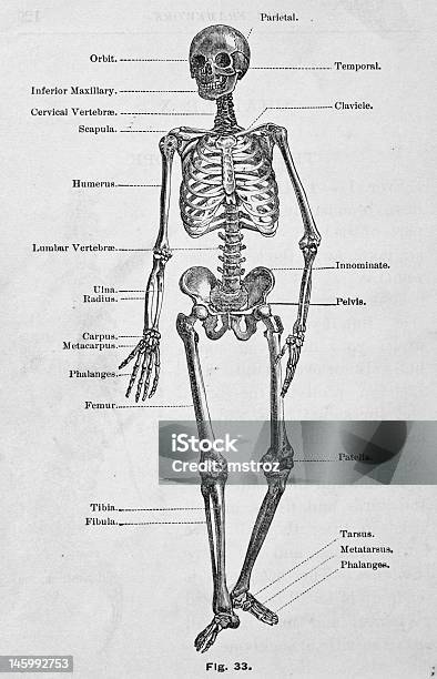 アンティーク医療イラストレーション 人間の骨格 - 人体構造のベクターアート素材や画像を多数ご用意 - 人体構造, 腰, 関節