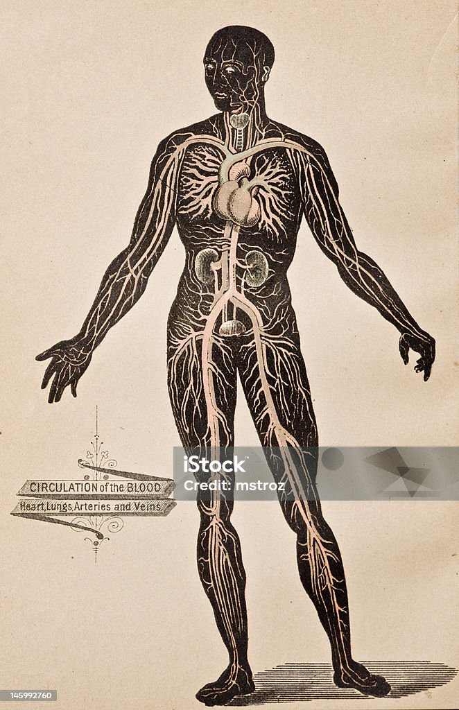 Illustration médicale Antique/système circulatoire - Illustration de D'autrefois libre de droits