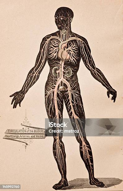 Illustration Médicale Antiquesystème Circulatoire Vecteurs libres de droits et plus d'images vectorielles de D'autrefois - D'autrefois, Globule rouge, Anatomie