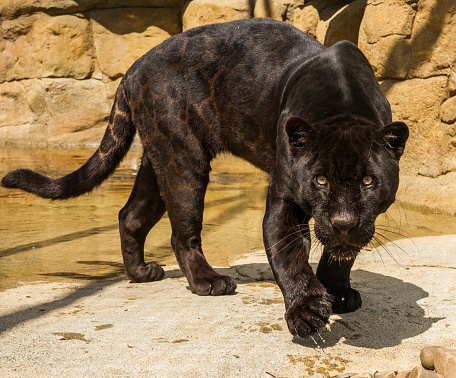 A close up shot of a Black Jaguar (Panthera onca).