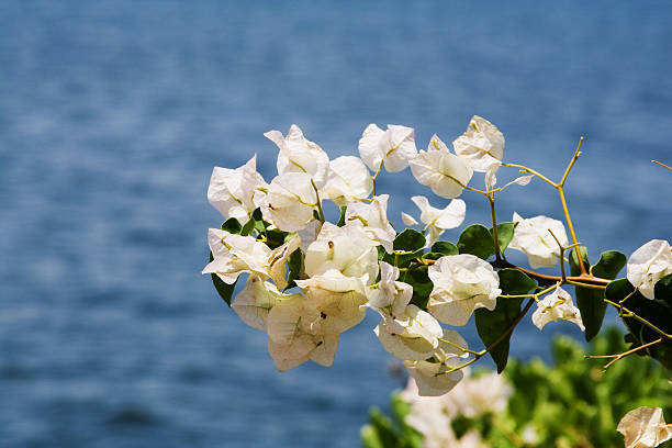 Hawiian flower stock photo