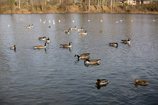 istock Flock of ducks in river 145992923