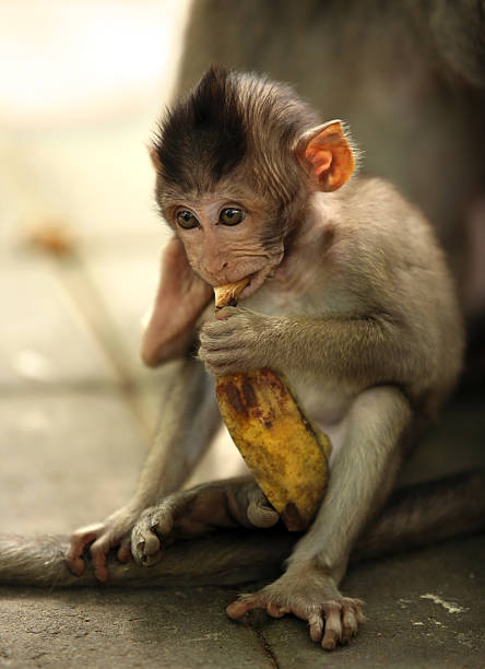 istock Child of monkeys 145992931