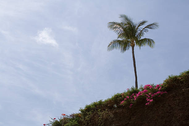 Hawiian view of hillside stock photo