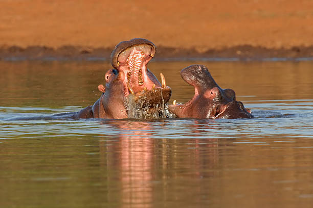агрессивный гиппопотам - kruger national park hippopotamus animal mouth animal стоковые фото и изображения