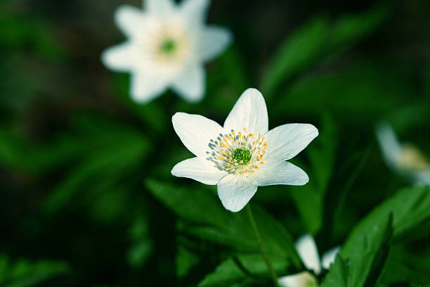 spring windflower spring windflower beautiful nature background wildwood windflower stock pictures, royalty-free photos & images