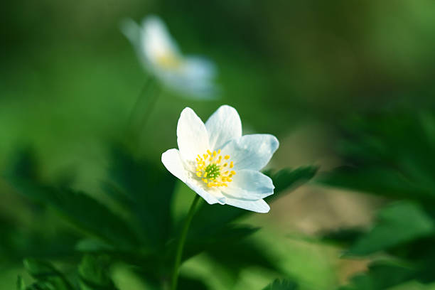 windflower spring windflower beautiful nature background wildwood windflower stock pictures, royalty-free photos & images