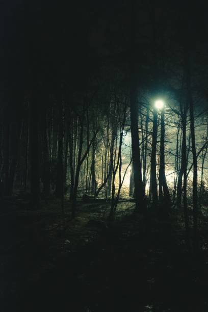 istock Image of a light in the trees during the dark night. 1459930349