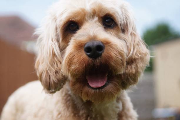 istock Closeup of a cute Cavapoo dog staring at the camera on a blurred background 1459930409