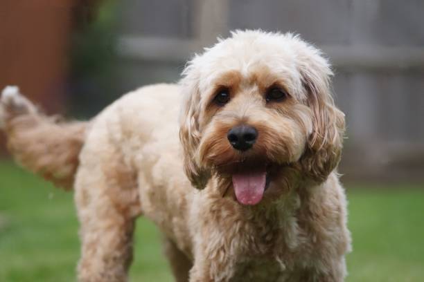 istock Closeup of a cute furry Cavapoo dog at the park 1459930411