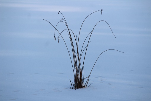 A green soft rush plant, surrounded by snow, on a winter day