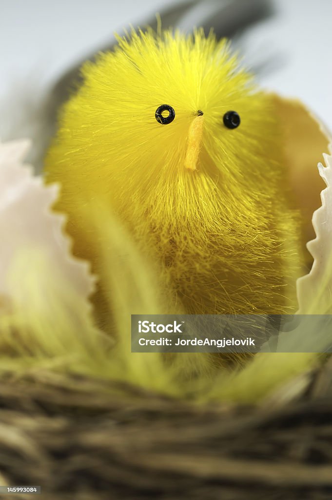 New born chick New born chick in broken husk. Animal Stock Photo