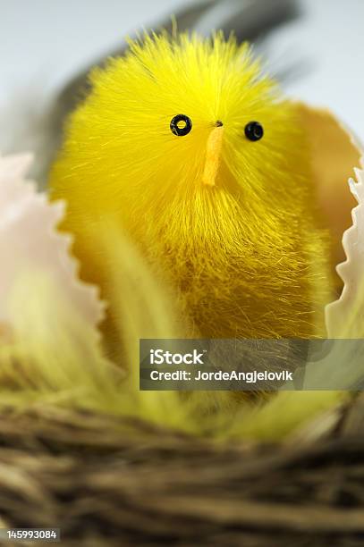 New Born Chick Stock Photo - Download Image Now - Animal, Animal Egg, Animal Nest