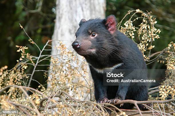 Tasmanischer Beutelteufel Stockfoto und mehr Bilder von Tasmanischer Beutelteufel - Tasmanischer Beutelteufel, Tasmanien, Australien