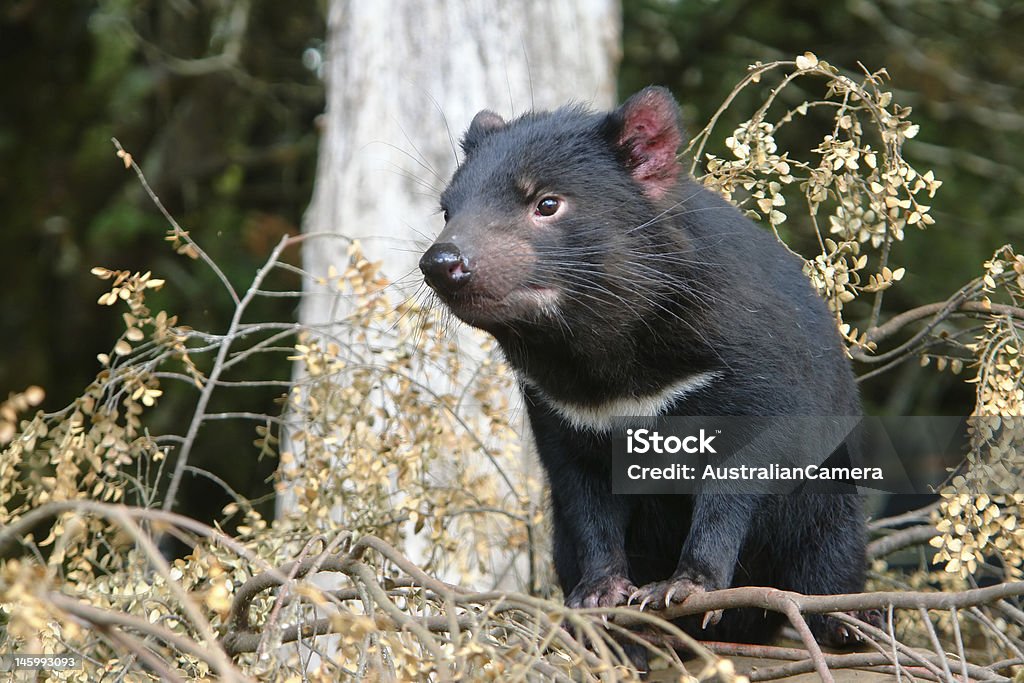 Diavolo orsino - Foto stock royalty-free di Diavolo orsino