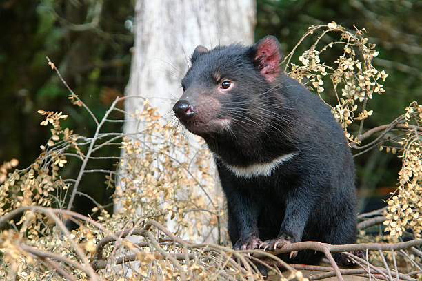 Tasmanian Devil Tasmanian Devil marsupial photos stock pictures, royalty-free photos & images