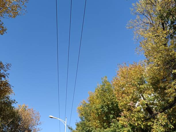 istock Low angle shot of autumn trees under a blue sky 1459931149