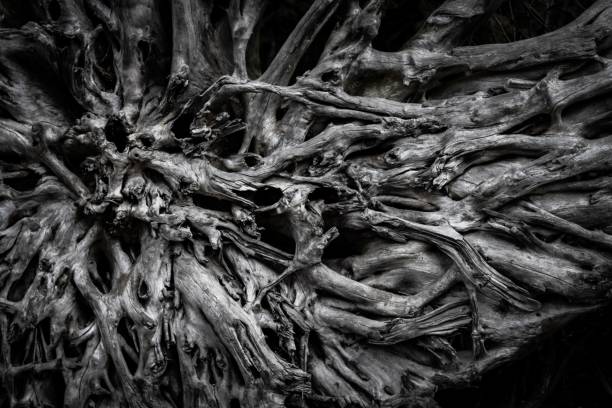 istock Grayscale shot of dry gnarly tree texture 1459931987