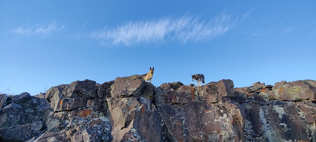 A panoramic of two wolves standing on top of a rugged cliff against the blue sky