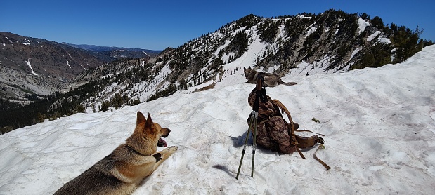 A panoramic of guard dogs sitting beside a hiking backpack on a snowy mountain in a hiking destination