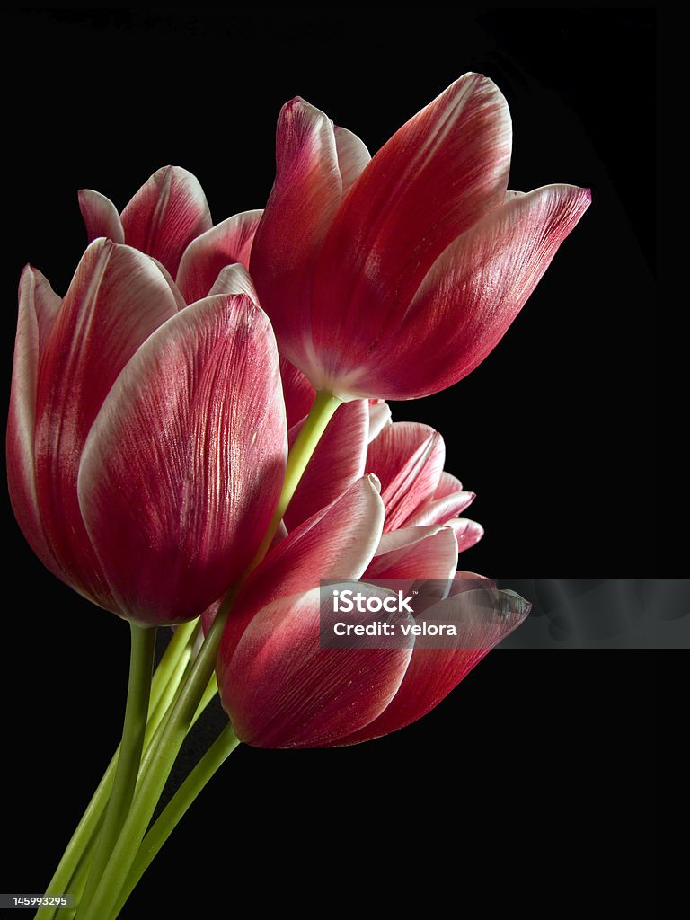 tulipani rossi - Foto stock royalty-free di Bellezza naturale