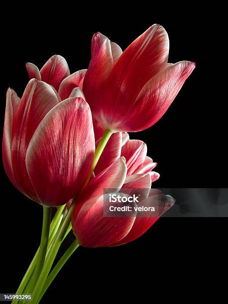 Tulipani Rossi - Fotografie stock e altre immagini di Bellezza naturale - Bellezza naturale, Botanica, Bouquet